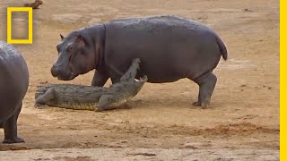 Young Hippo Tries to Play With Crocodile  National Geographic [upl. by Semadar8]