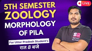 Lt26 Morphology Of Pila  5th Semester Zoology Paper  01  Sumit Rana Sir [upl. by Lleneg]