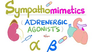 Sympathomimetics Adrenergic Agonists—Epinephrine Norepinephrine  Alpha amp Beta Receptors [upl. by Dowd80]