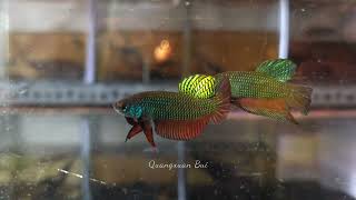 Wild Betta Smaragdina betta bettafish aquarium wildbettafish wildbetta fish [upl. by Zeidman]