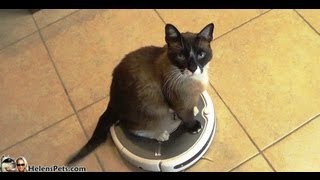 3Minute Roomba CAT Ride  Guinness World Record 2014 [upl. by Norah868]