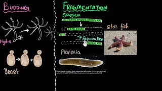 Budding spores fragmentation amp regeneration  How do organisms reproduce  Biology  Khan Academy [upl. by Aube]