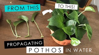 PROPAGATING A POTHOS IN WATER  detailed root growth amp progress [upl. by Rodl540]