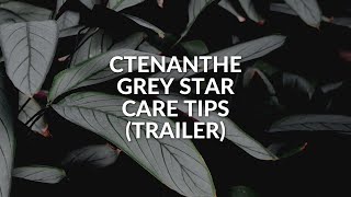 Ctenanthe Grey Star Plant Care Tips  Trailer  shorts [upl. by Frere]