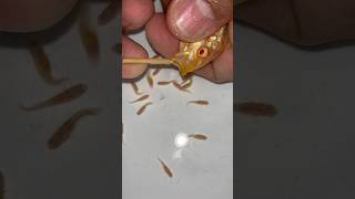 Malawi auratus cichlid fish gives birth to 28 baby fish 😍💪👍🙏 fish dolphin [upl. by Enywtna]