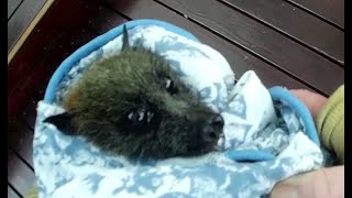 Rescuing a flyingfox under a deck this is Starflyer [upl. by Mortie]