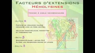 Staphylocoque doré Part1 [upl. by Talich]