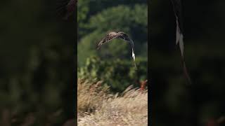 Common Buzzard Eating a Slow Worm shorts natureshorts birdsofprey flyinganimals canonuk [upl. by Zebedee]