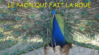 MAGNIFIQUE PAON QUI FAIT LA ROUE🦚 PARADE NUPTIALE DU PAON au Zoo de MONTPELLIER [upl. by Johny]