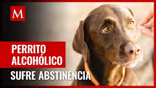 Perro con alcoholismo es atendido en refugio de Reino Unido [upl. by Aihtnyc]