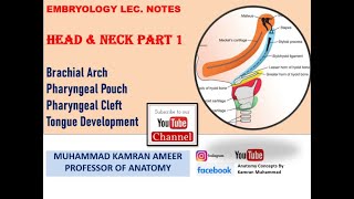 Head amp Neck Part 1 Brachial Arch  Pharyngeal Pouch  Cleft Tongue Development PPT Dr Kamran Ameer [upl. by Adikram218]