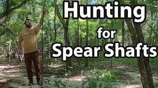 Hunting for Atlatl Spear Shafts [upl. by Moscow]