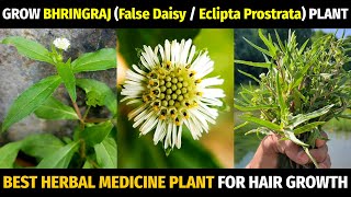 How to Grow Bhringraj at Home  Trailing Eclipta AlbaProstrataFalse Daisy  Grow Healthy Hair [upl. by Bopp768]