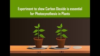 Carbon Dioxide is necessary for Photosynthesis in Plants with Simple Experiment [upl. by Yarised]