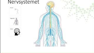 Nervsystemet [upl. by Ayahsey]