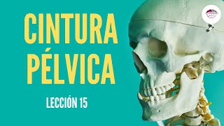 LECCIÓN 15 CINTURA PÉLVICA [upl. by Vijar]