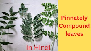 Pinnately Compound leaf what is itUnipinnateBipinnateTripinnatedecompound In Hindi [upl. by Georgina921]