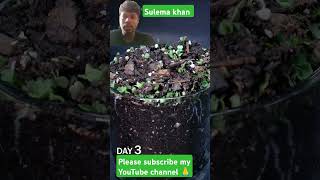 Growing Arugula From Seed to Flower 11 Days Arugula Microgreen Time plants short vairalshorts [upl. by Obaza]