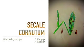 SECALE CORNUTUM [upl. by Milurd]