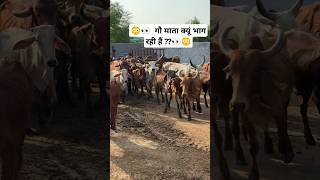 😳👀 गौ माता क्यूं भाग रही हैं 👀😳 youtubeshorts shravanseva cow trending [upl. by Hogg]