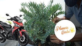 Memanen anakan tanaman seharga MOTOR BARU Encephalartos horridus [upl. by Chere]