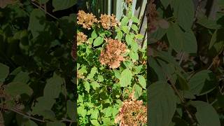 WARNING BEFORE You PRUNE HYDRANGEA In Autumn [upl. by Luahs]