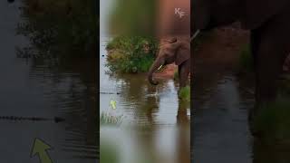 Savannah Showdown Elephant versus Crocodile at the Waterhole [upl. by Arahat994]