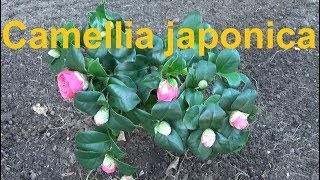 Camellia japonica Kamelie pflege überwintern Standort gießen düngen schneiden vermehren Kamlien [upl. by Kral]