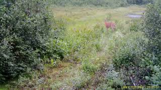 Cerf de Virginie sur la CôteNord secteur de BaieComeau [upl. by Brower]