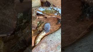 Isopod Munches isopods bioactive [upl. by Hobie]