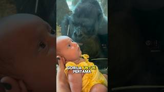 GA KEBAYANG PAS AKHIR VIDEO Kisah sang bayi dengan anak gorilla yang bikin kamu tercengang😱 [upl. by Orabla]