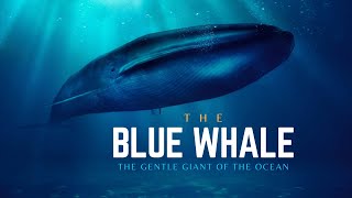 Blue Whale  The Gentle Giant of the Ocean  Hindi  Infinity Stream [upl. by Reuben431]