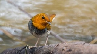 日本歌鴝 Japanese RobinErithacus akahigeMale [upl. by Dnomder]