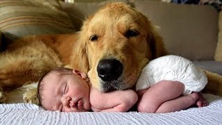 Golden Retriever and Babies Compilation [upl. by Donal]