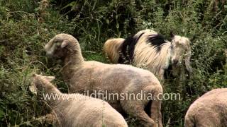 Herd of Pashmina sheep and goats grazing in Himalayas [upl. by Bronnie]