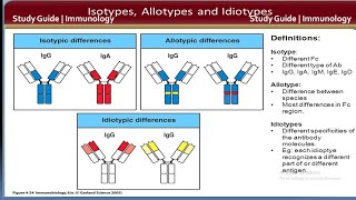 Isotypes Allotypes Idiotypes antibody  Immunology  Study guide [upl. by Brita]