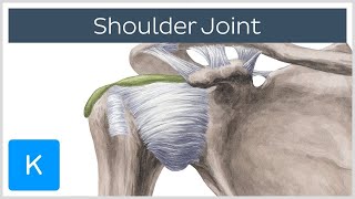 Shoulder joint Movements bones and muscles  Human Anatomy  Kenhub [upl. by Mairam803]