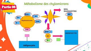 Biochimie  Métabolisme des lipides  Partie 0606  Les lipoprotéines [upl. by Allare506]