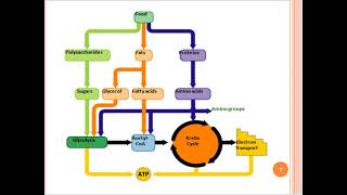 Mitochondrial genome  part 1 [upl. by Hsekar]