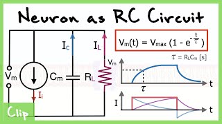 Neuron As RC Circuit Explained And Analysis of the Time Constant Tau  Clip [upl. by Anairam72]