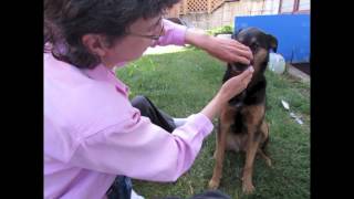 Teeth Brushing Teaching a Dog to Be Comfortable amp Calm [upl. by Favianus674]