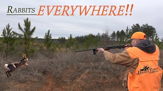 Action Packed Virginia Rabbit Hunt With Beagles [upl. by Hteb]