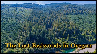 The Last Redwoods in Oregon [upl. by Ramey]