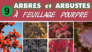 Arbres et arbustes à feuillage pourpre pour grands et petits jardins [upl. by Anael]