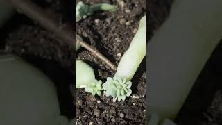 Echeveria propagation timelapse succulent timelapse echeveria plantcare plantlover [upl. by Nodroj439]