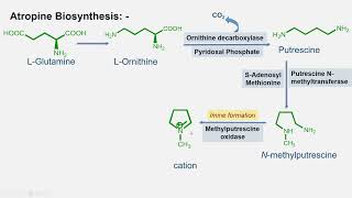 Atropine Biosynthesis and General Introduction [upl. by Gardy]