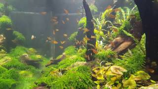 Ember Tetras [upl. by Phylis]