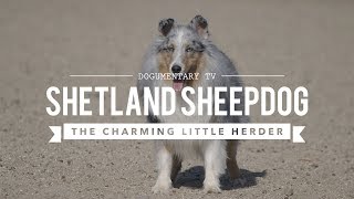 ALL ABOUT HERDING SHETLAND SHEEPDOGS [upl. by Shell]