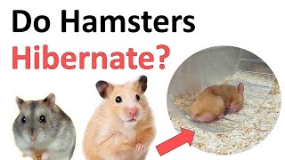 Do hamsters hibernate [upl. by Campney]