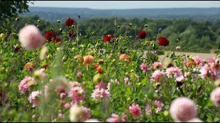 Cut flower farm in Surrey  Plantpassion [upl. by Aurlie823]